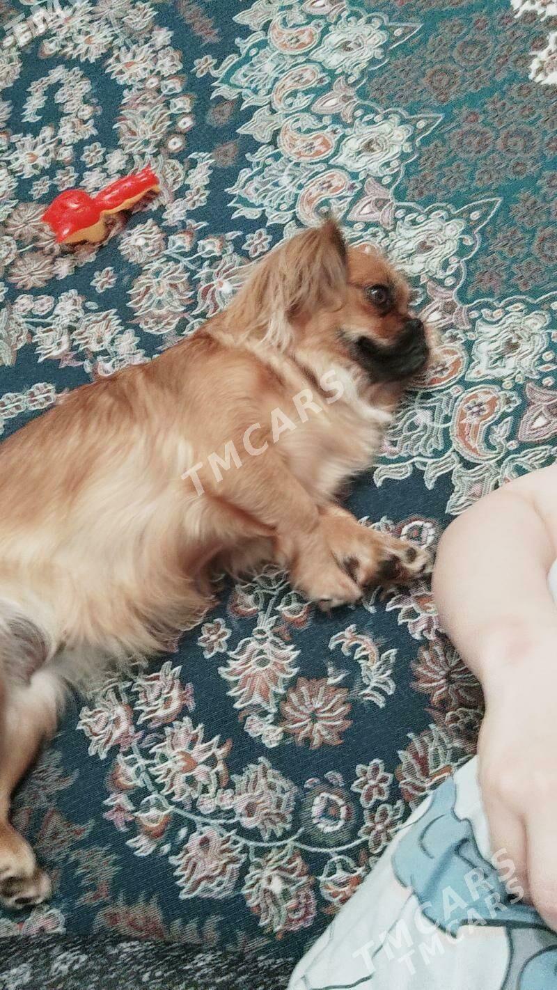 pikines - Mary - img 5