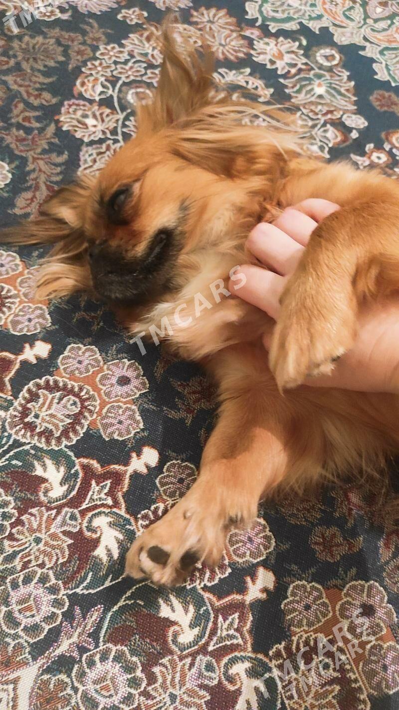 pikines - Mary - img 3