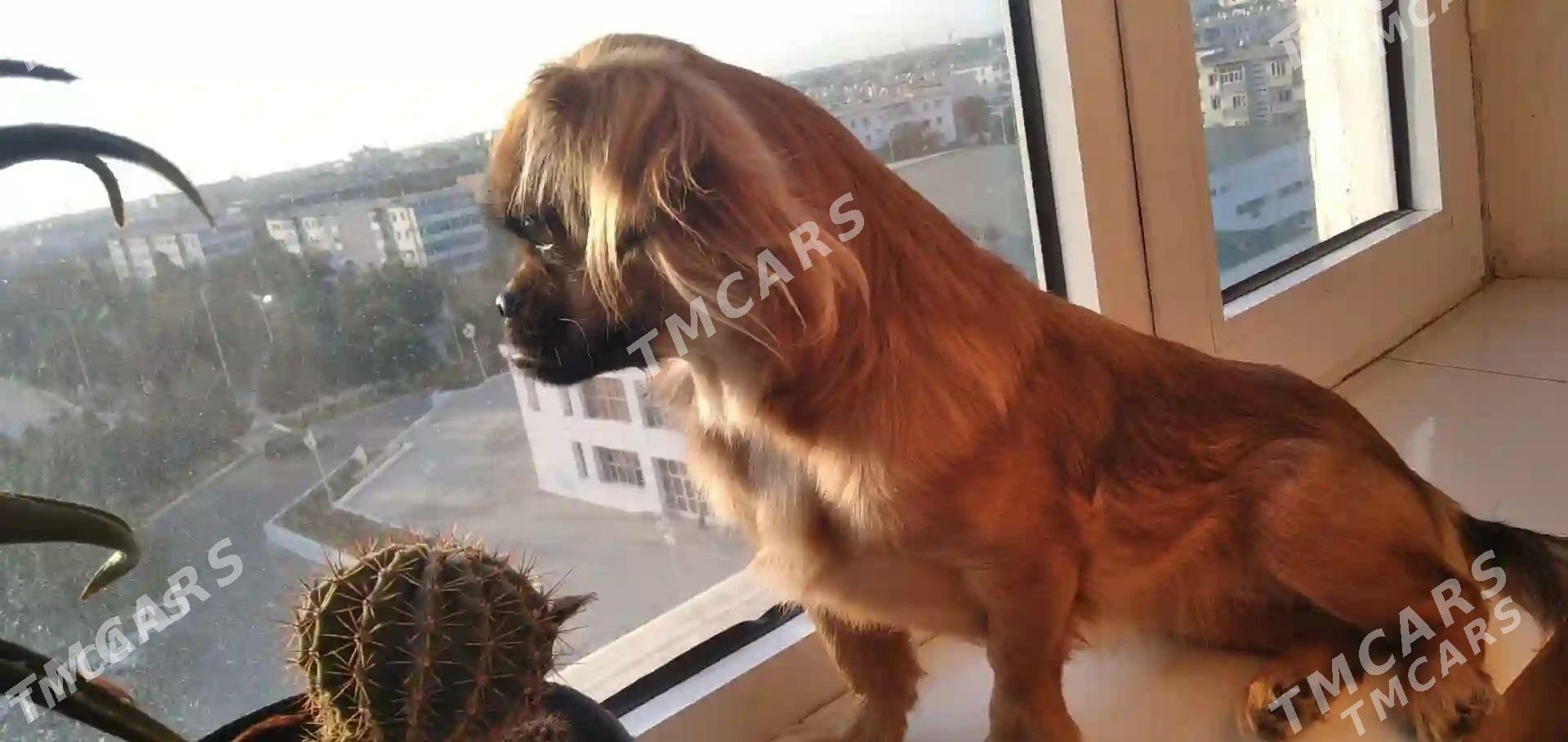 pikines - Mary - img 4