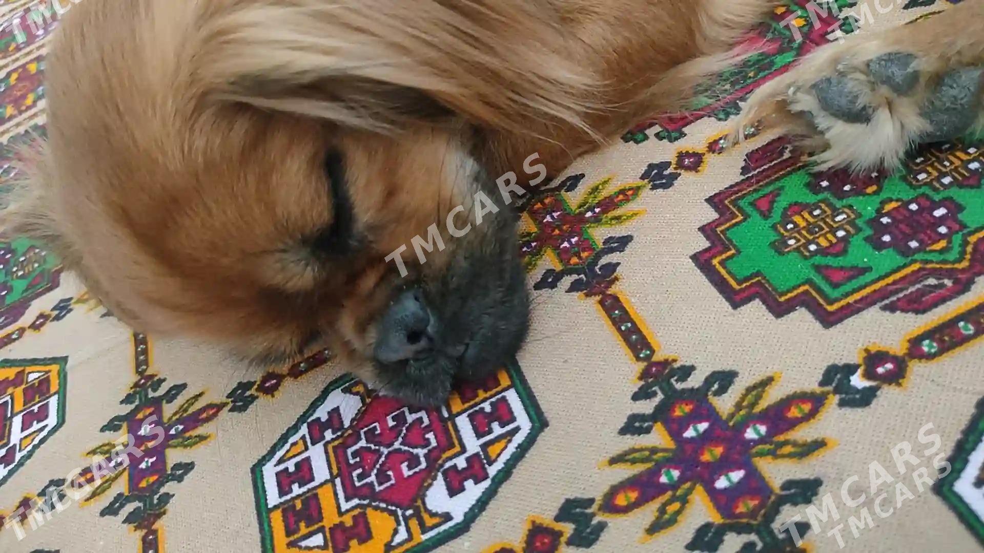 pikines - Mary - img 7