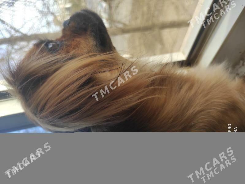 pikines - Mary - img 10