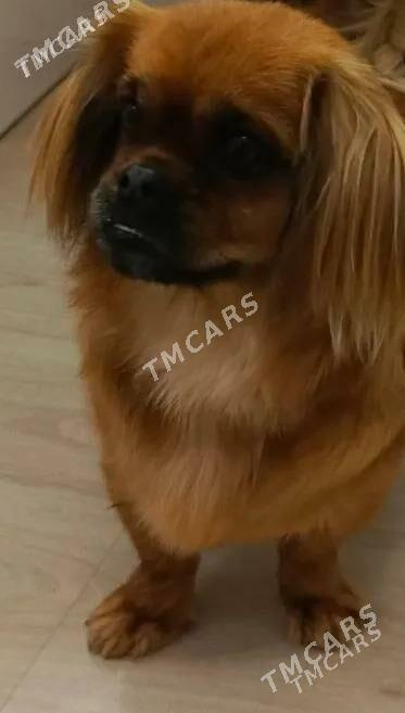 pikines - Mary - img 8