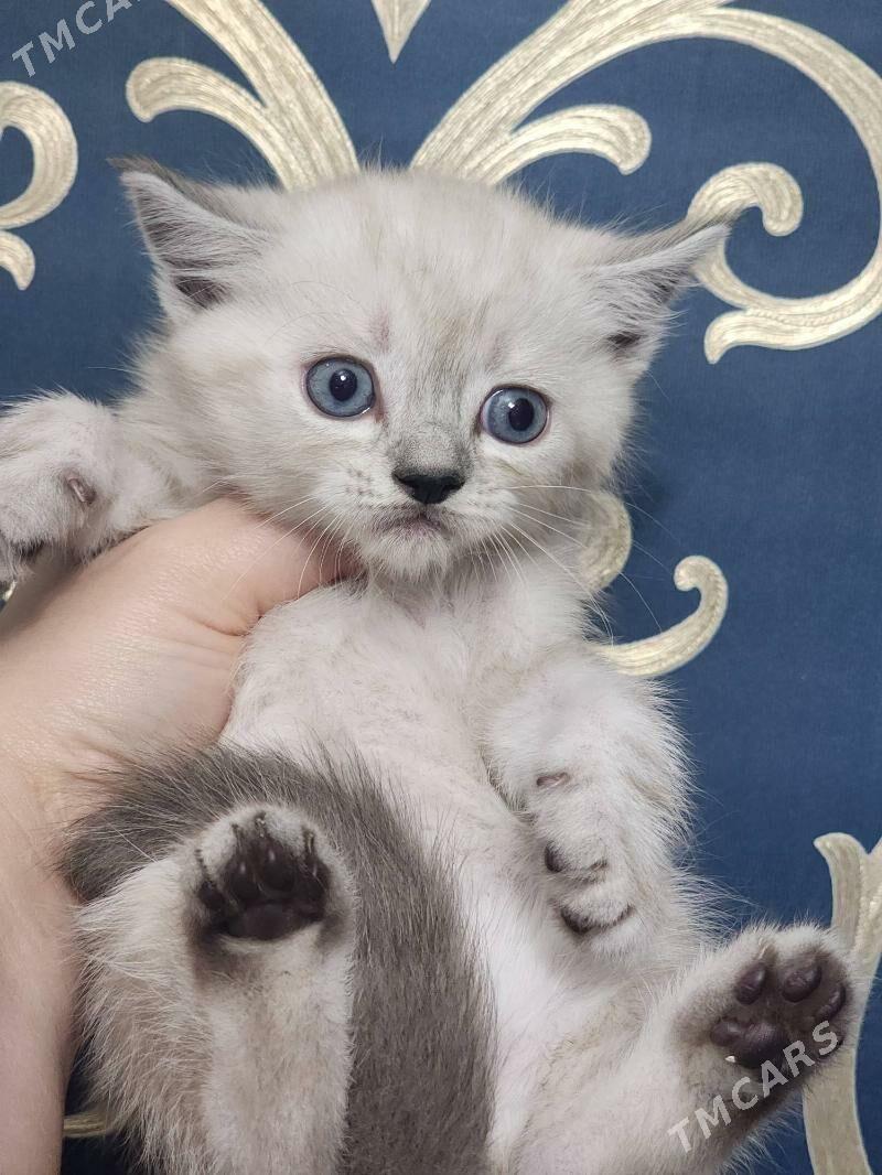 Шотландские котята - Ашхабад - img 2