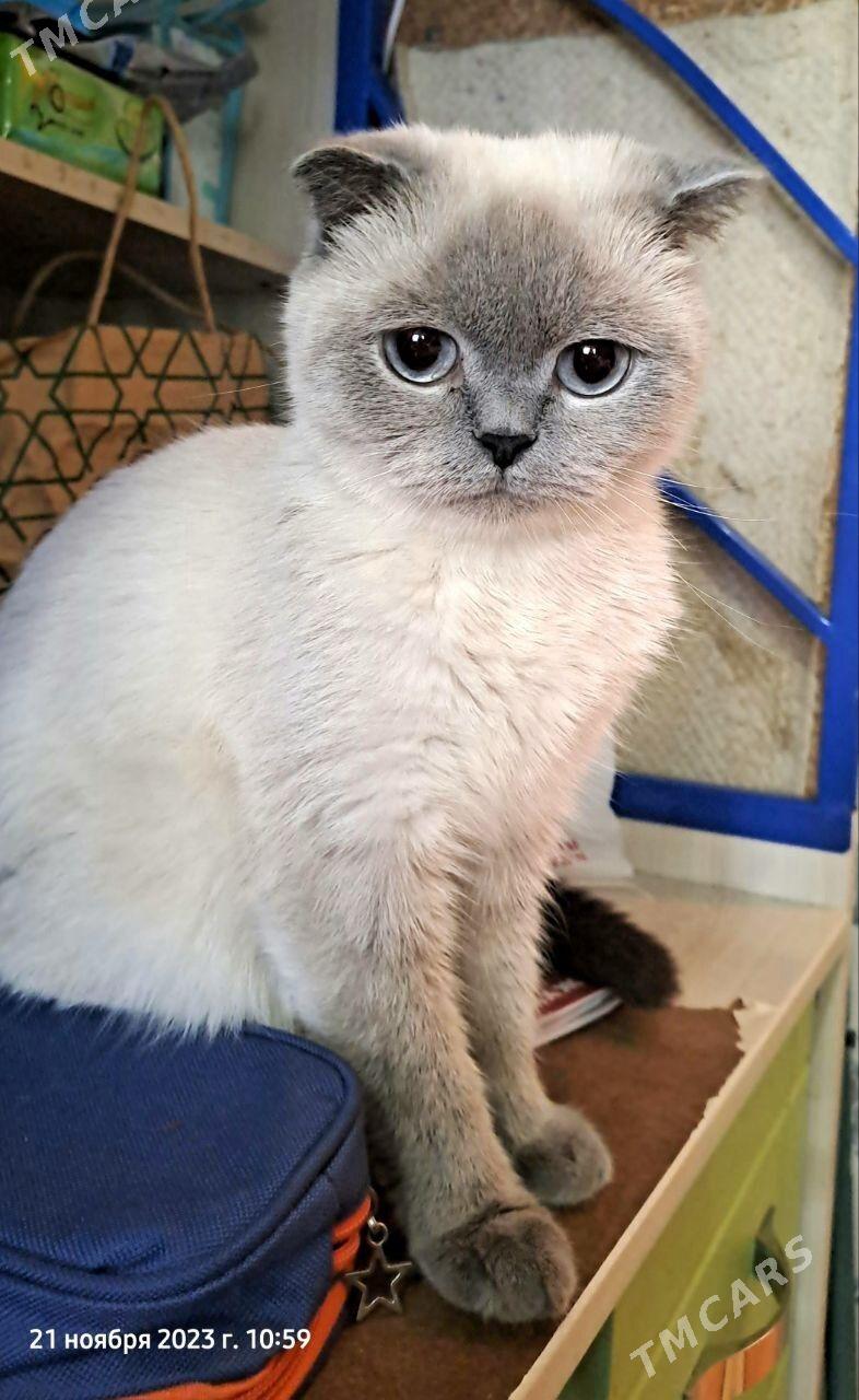 Шотландские котята - Ашхабад - img 3