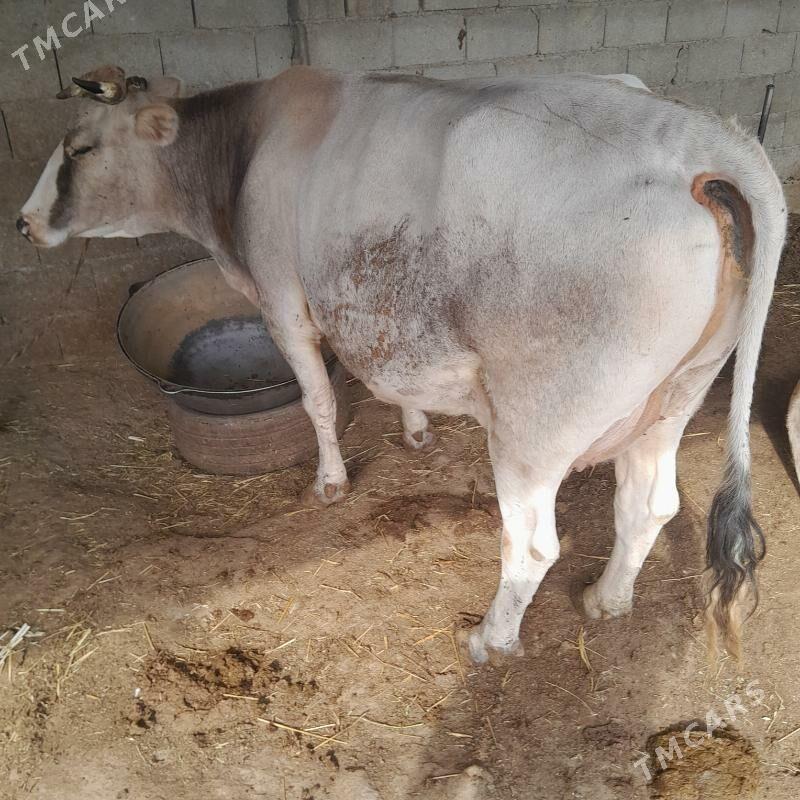 Sygyr - Änew - img 2