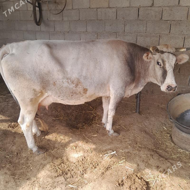 Sygyr - Änew - img 3