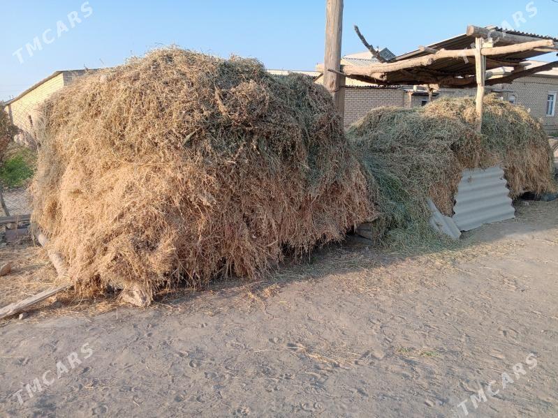 yorunja - Mary - img 1