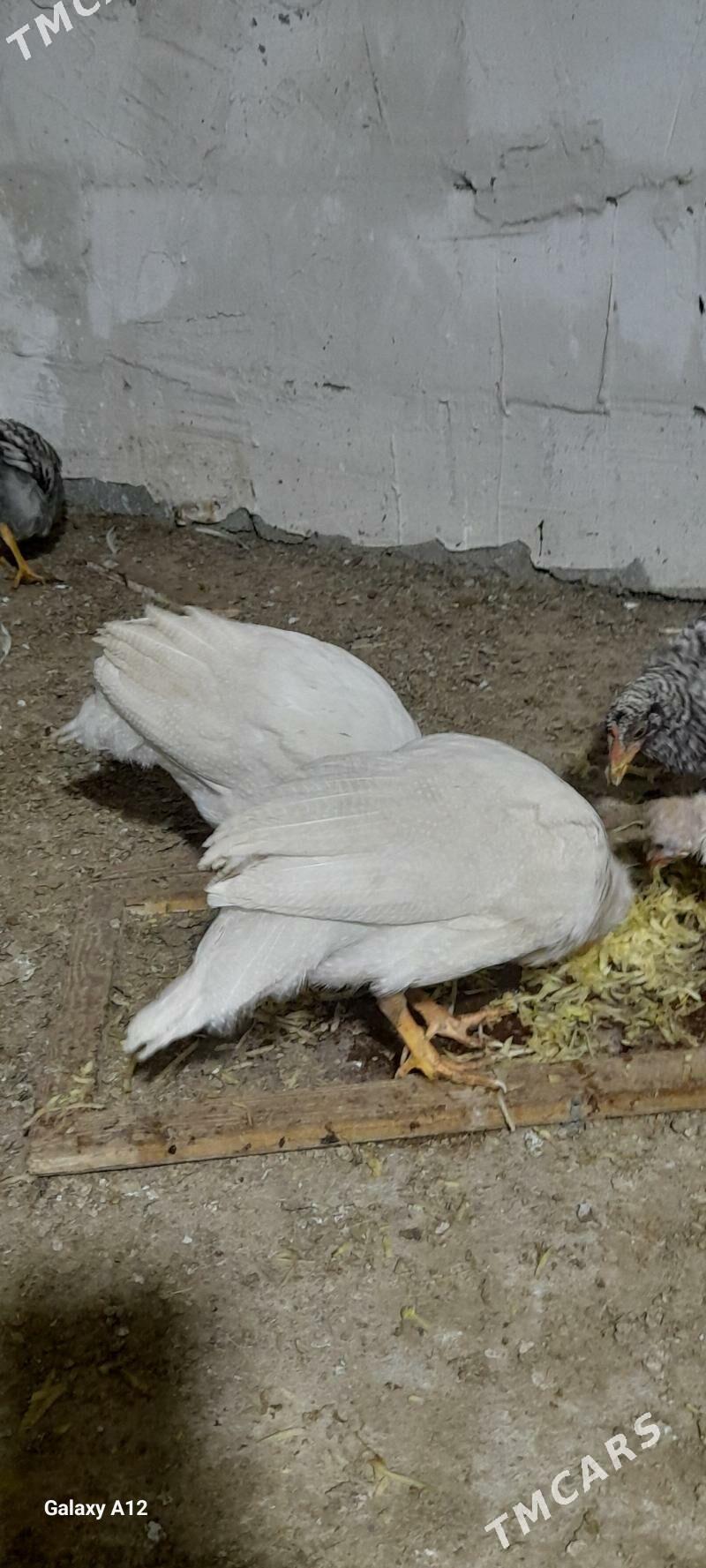 kãkilik ak - Ак-Бугдайский этрап - img 3