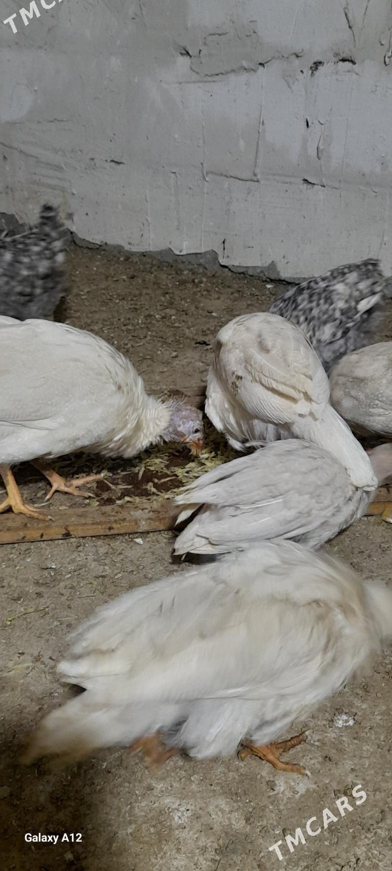 kãkilik ak - Ак-Бугдайский этрап - img 2