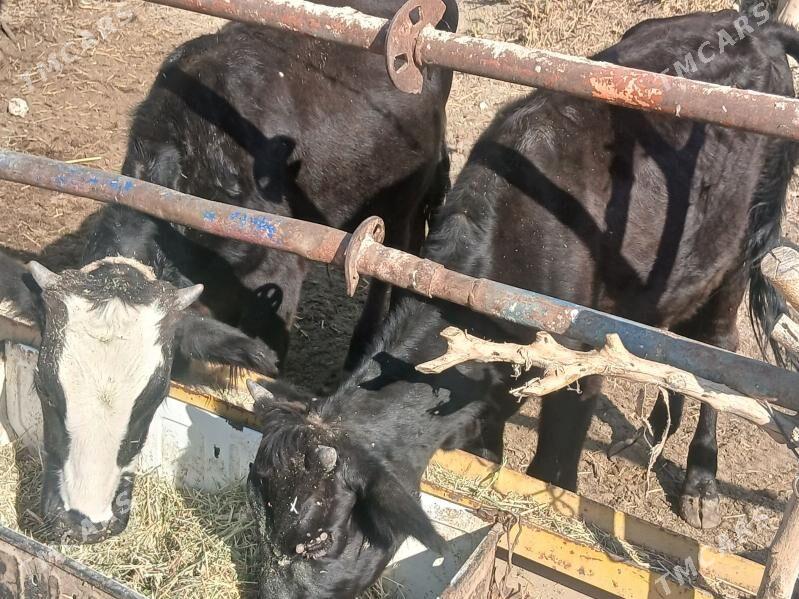 5 tuwe 1okuz - Гызыларбат - img 3