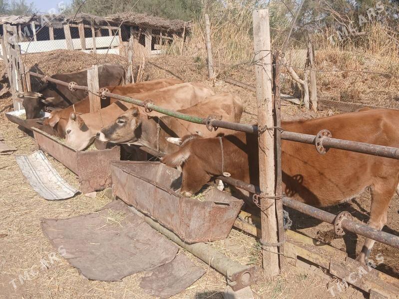 5 tuwe 1okuz - Гызыларбат - img 2