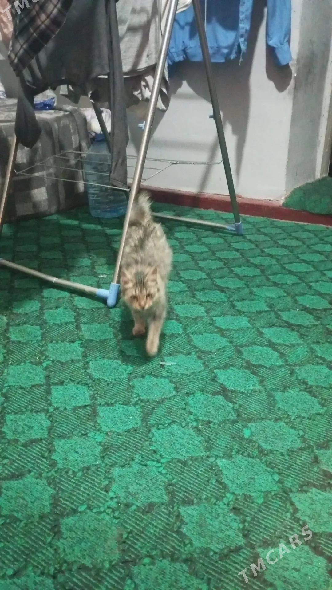 котенок - Туркменабат - img 1