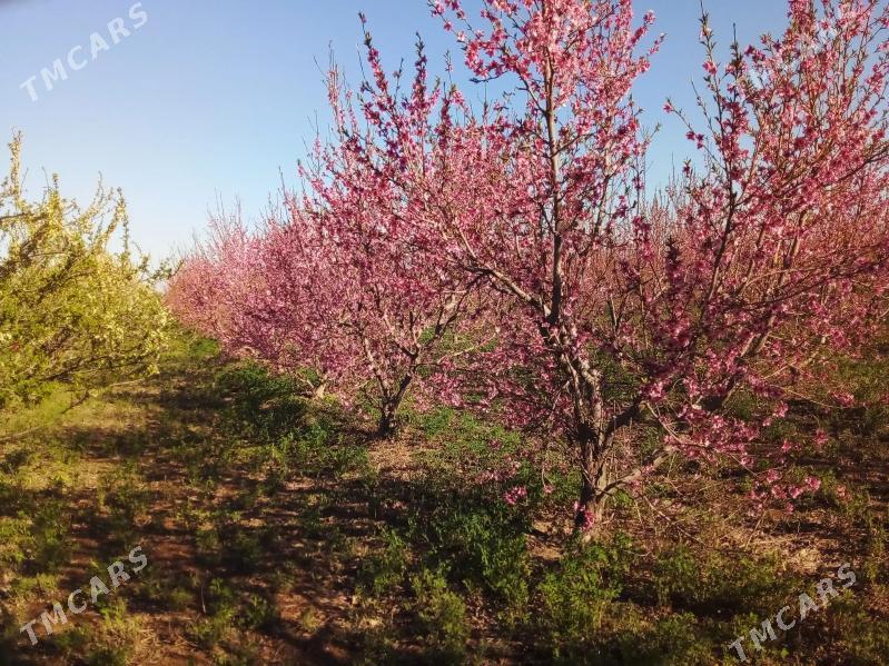 ferma, bag arenda ya satlyk - Чарджоу - img 4