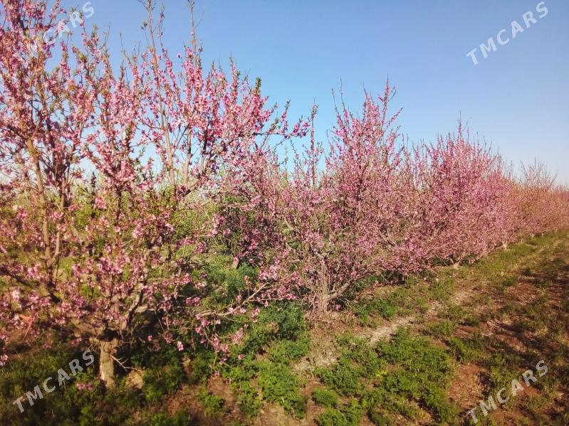 ferma, bag arenda ya satlyk - Чарджоу - img 3