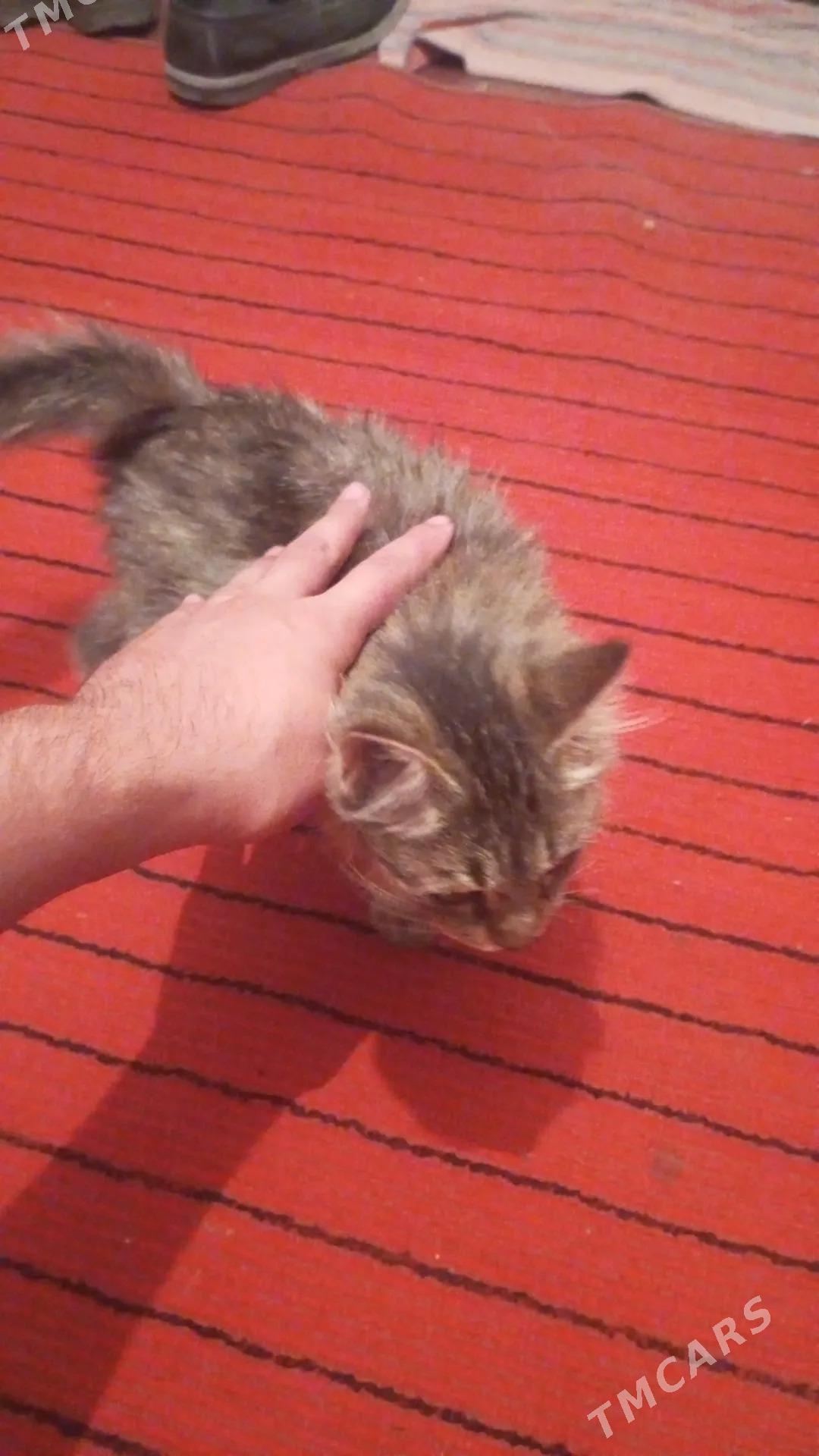 котенок - Туркменабат - img 2