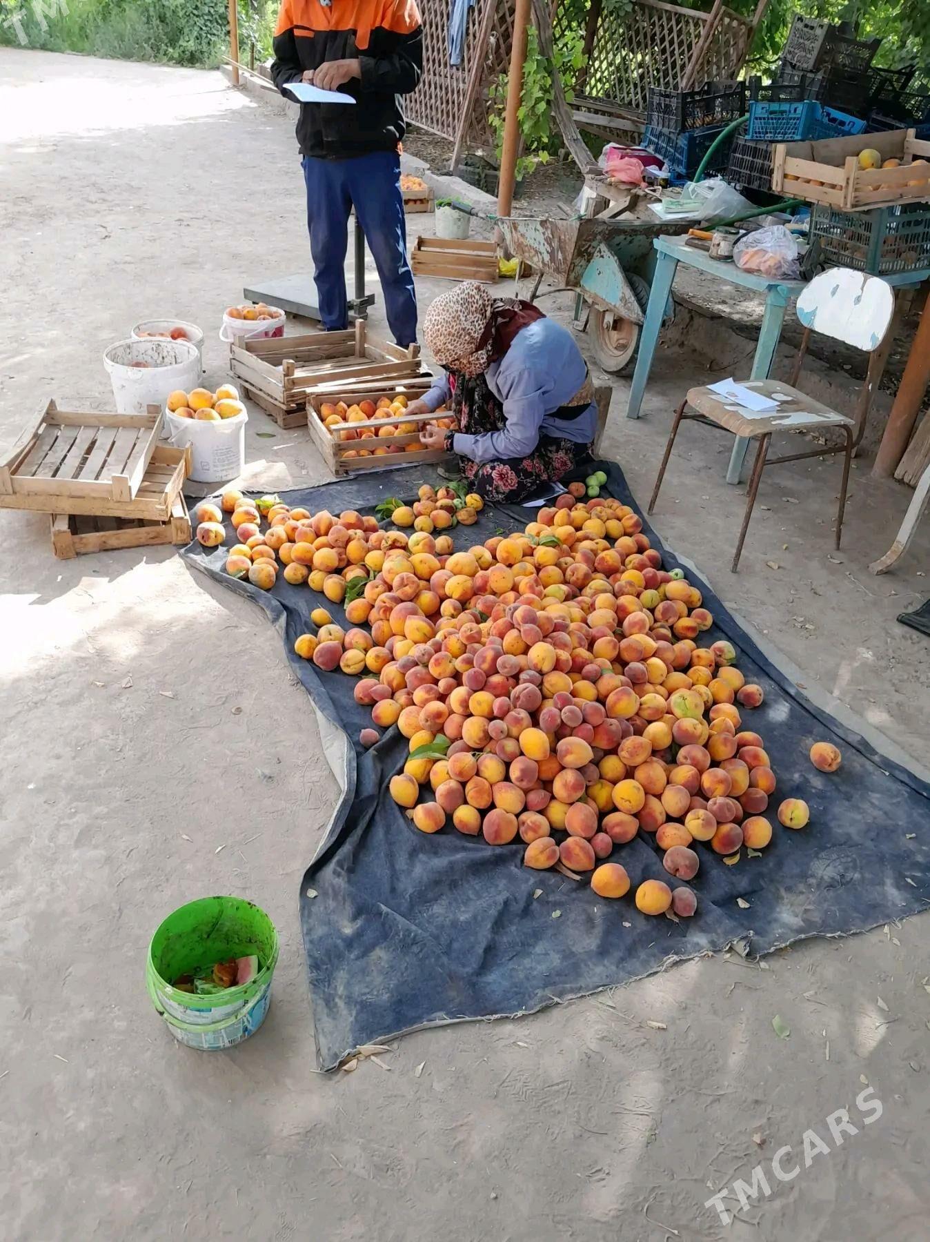 ferma, bag arenda ya satlyk - Чарджоу - img 1