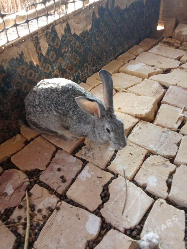 towsan - Tejen - img 2