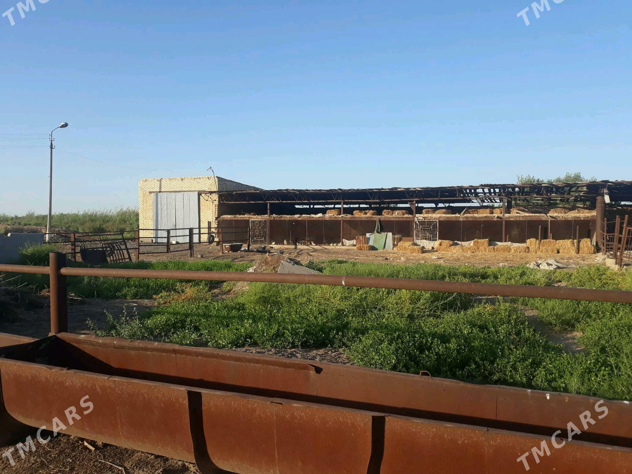 ferma, bag arenda ya satlyk - Чарджоу - img 5