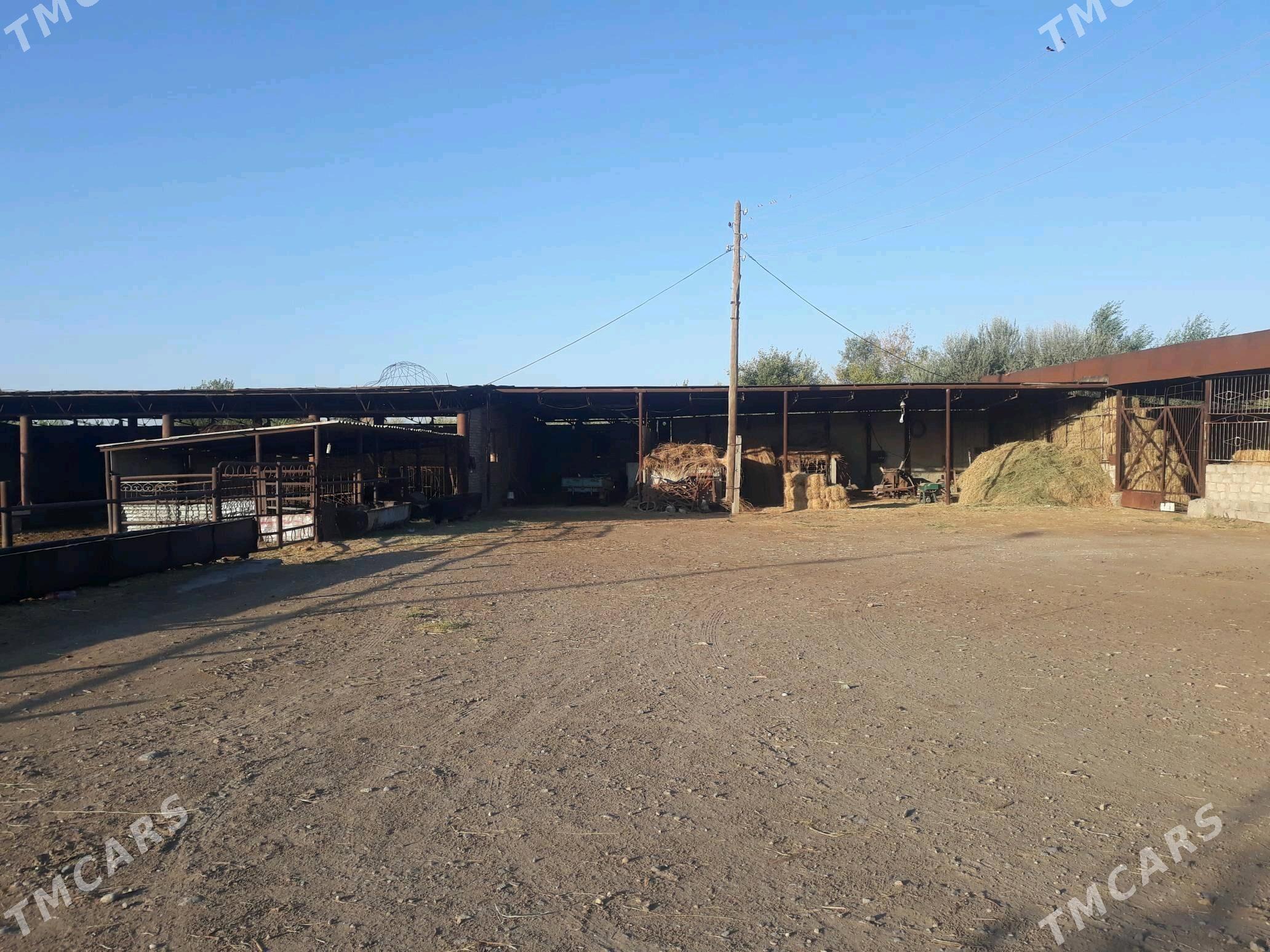 ferma, bag arenda ya satlyk - Чарджоу - img 7