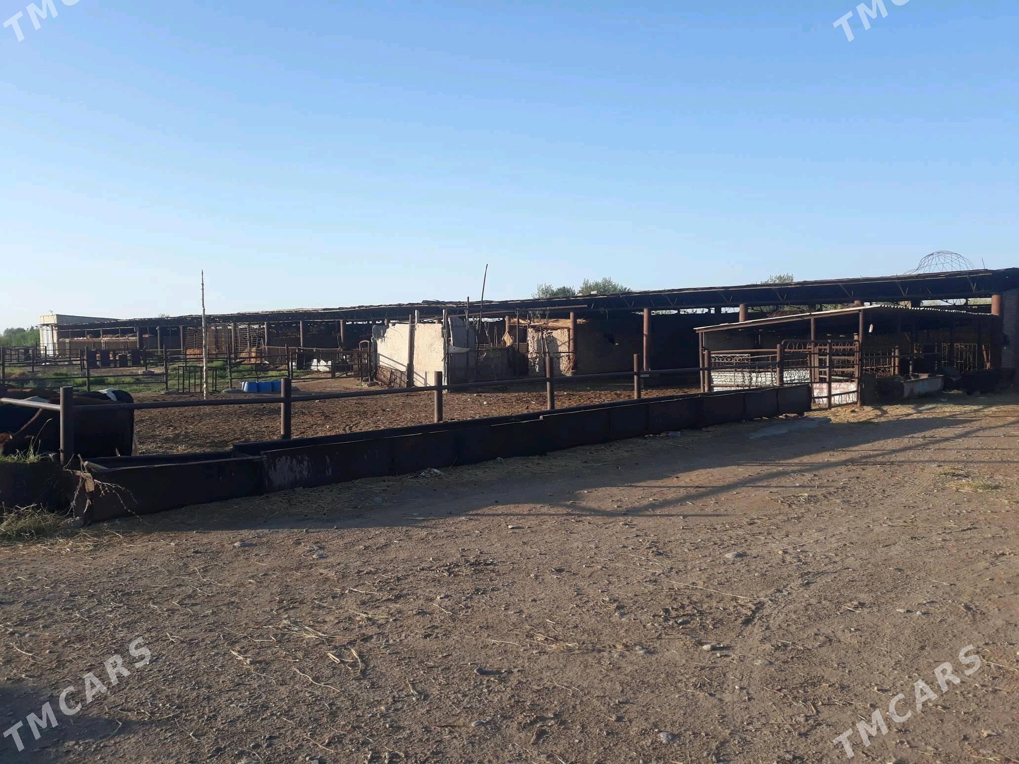 ferma, bag arenda ya satlyk - Чарджоу - img 8