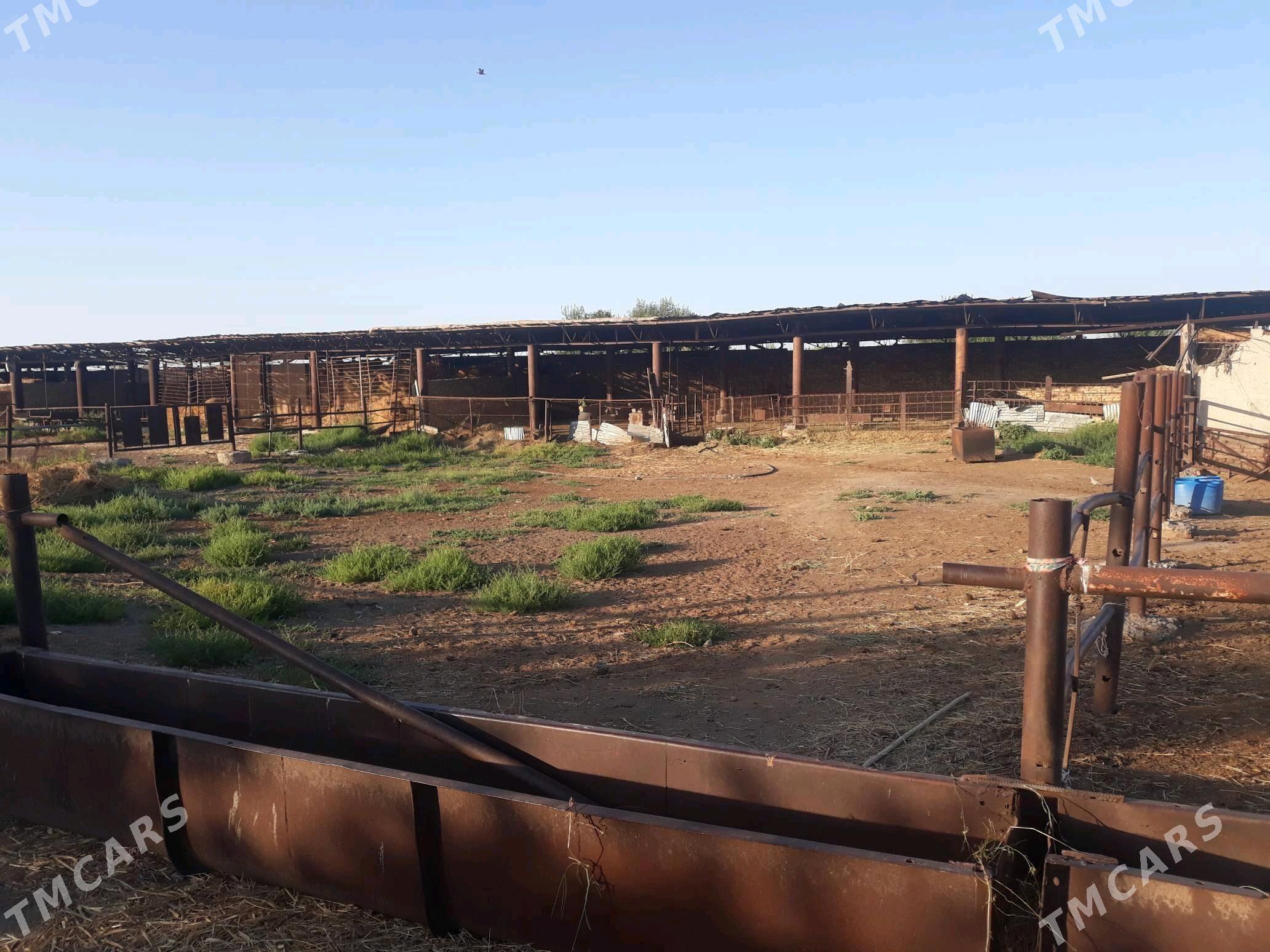 ferma, bag arenda ya satlyk - Чарджоу - img 10