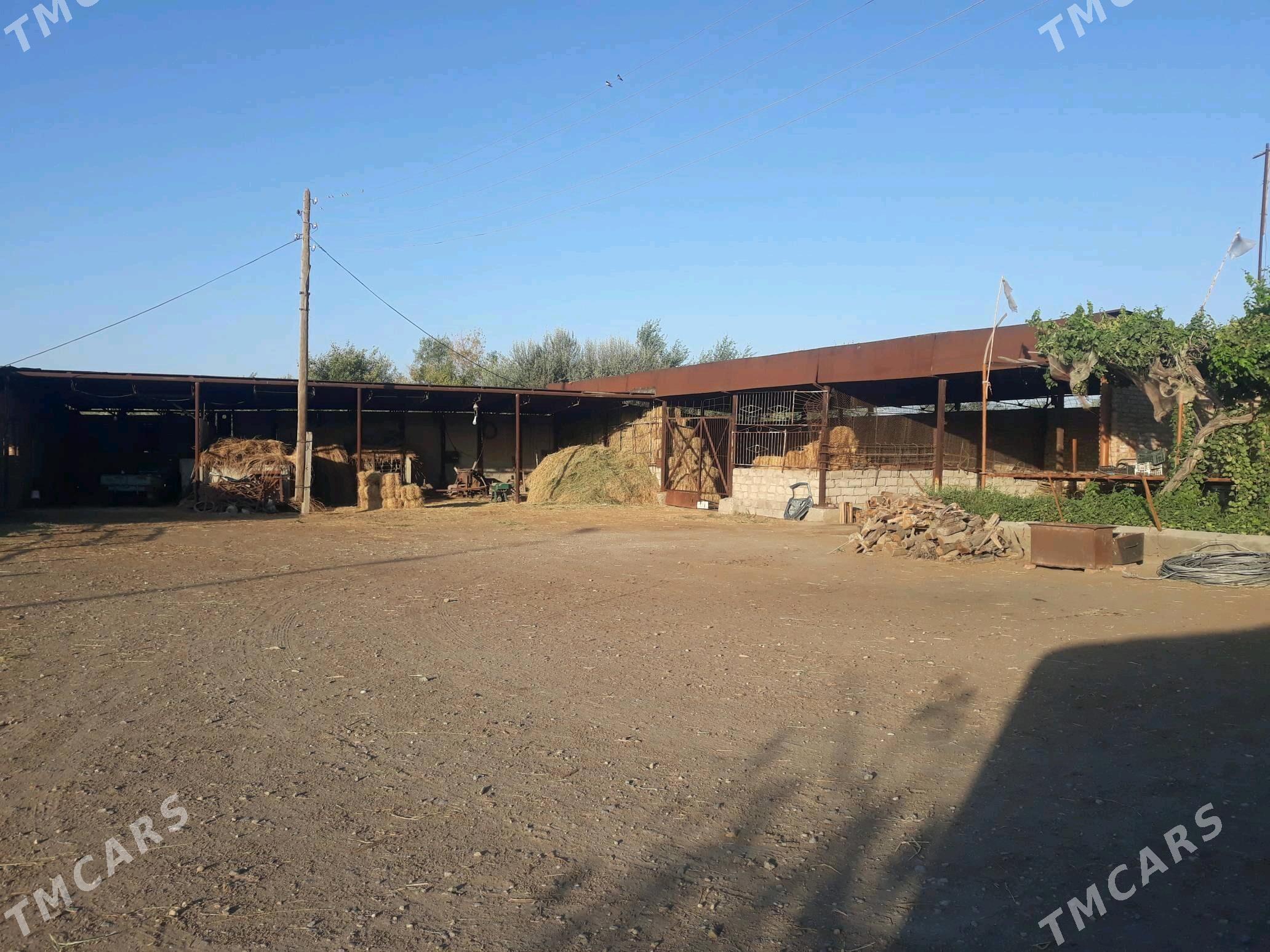 ferma, bag arenda ya satlyk - Чарджоу - img 9