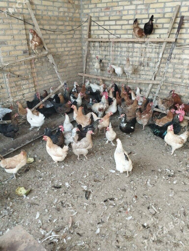 Towuk - Mary - img 1