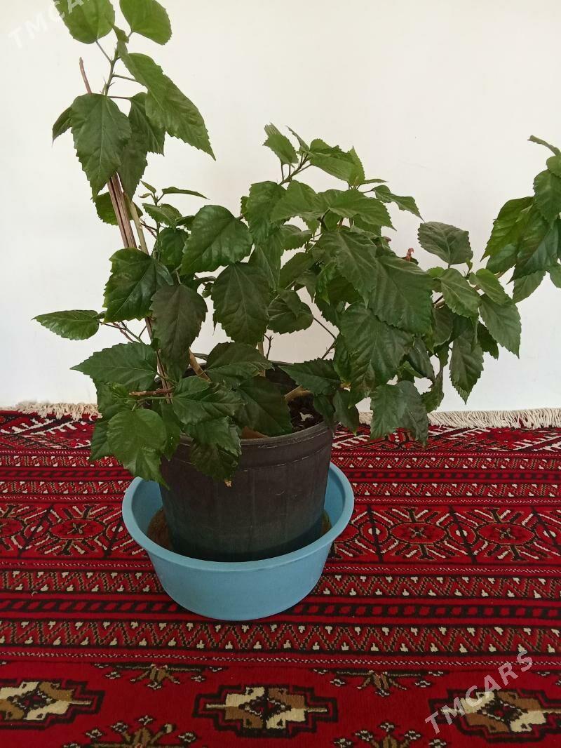  - Махтумкули - img 2