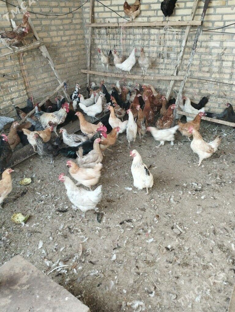 Towuk - Mary - img 2