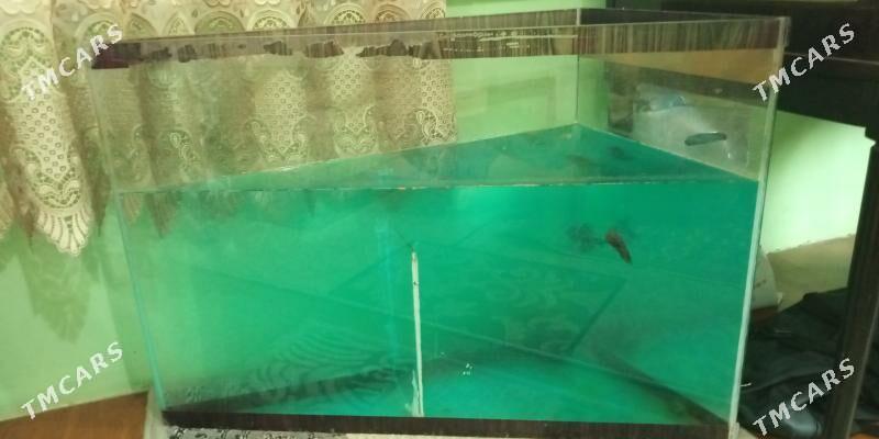 Аквариум 55 см. 80 см длина - Ашхабад - img 3
