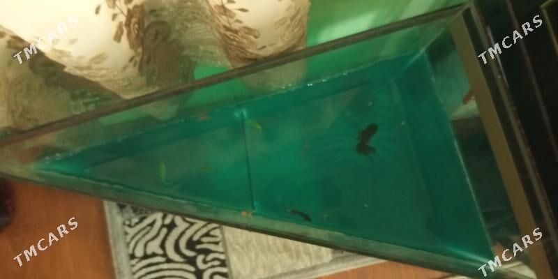 Аквариум 55 см. 80 см длина - Ашхабад - img 2