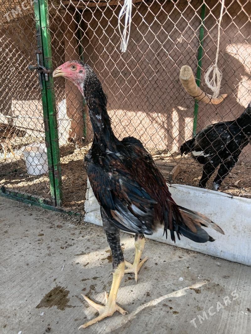 taskent juyje - Täze zaman - img 2