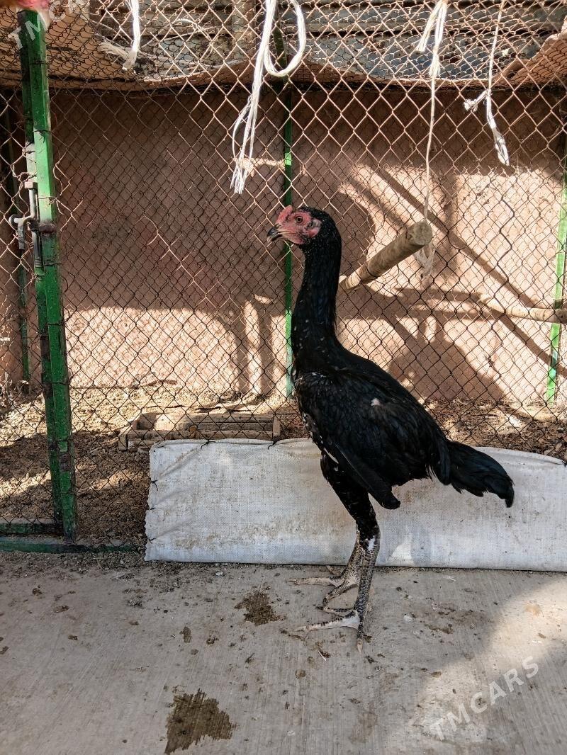 taskent juyje - Täze zaman - img 1