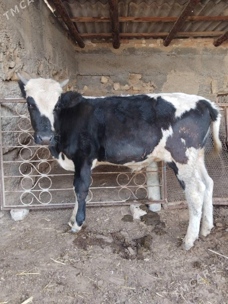 Gbrit Ökuz - Büzmeýin - img 2