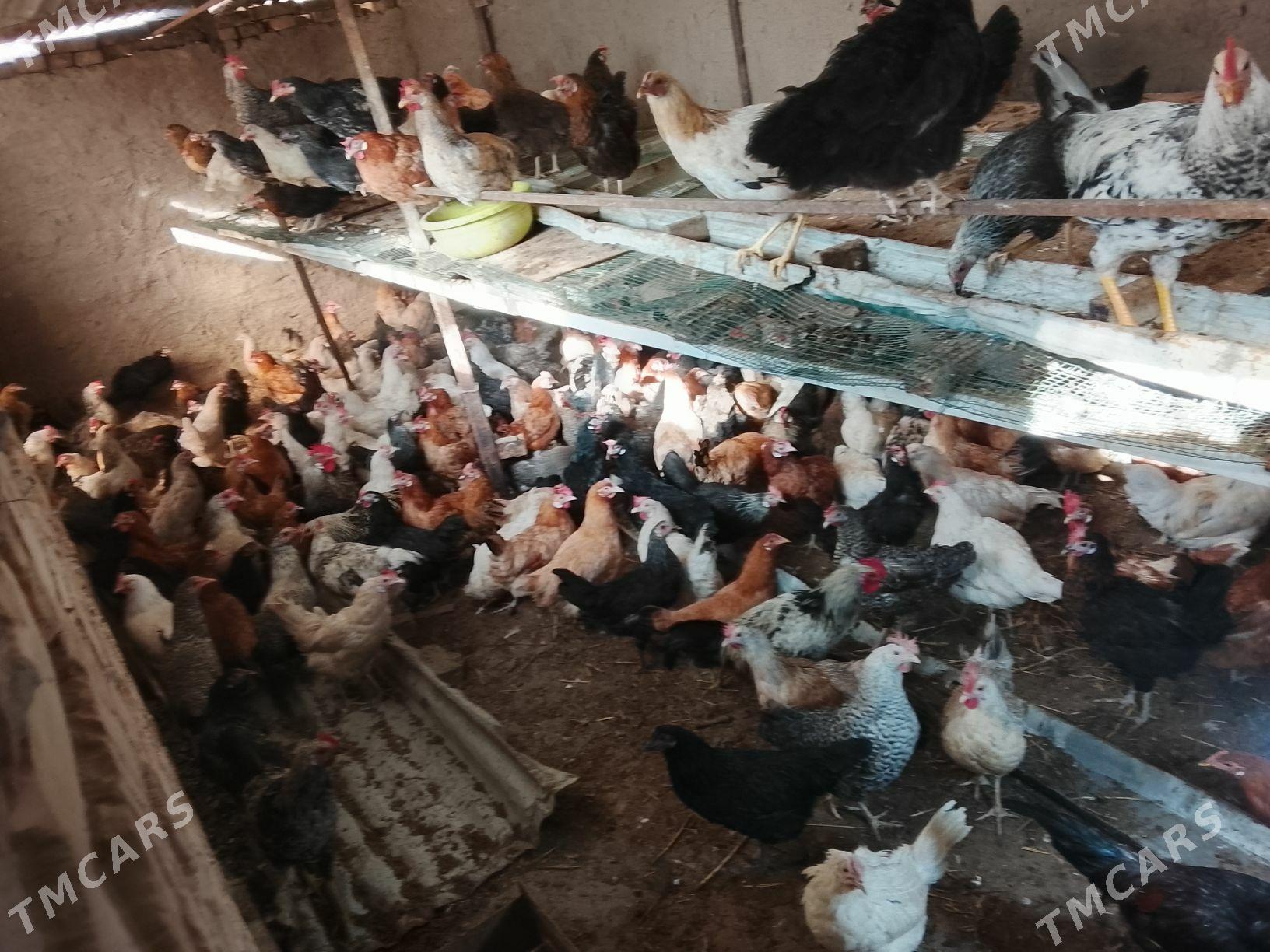 товуклар - Türkmenabat - img 2