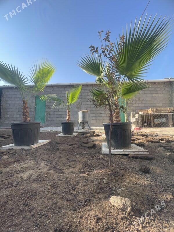 palma bag - Aşgabat - img 1