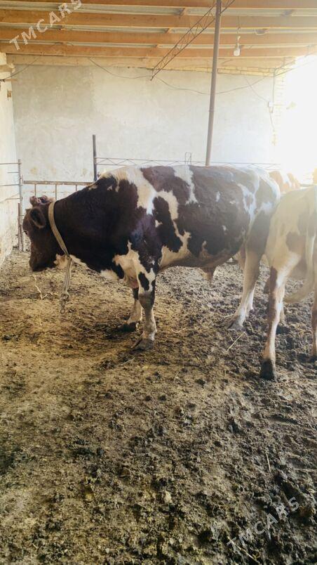 tatar Simintal - Saýat - img 1