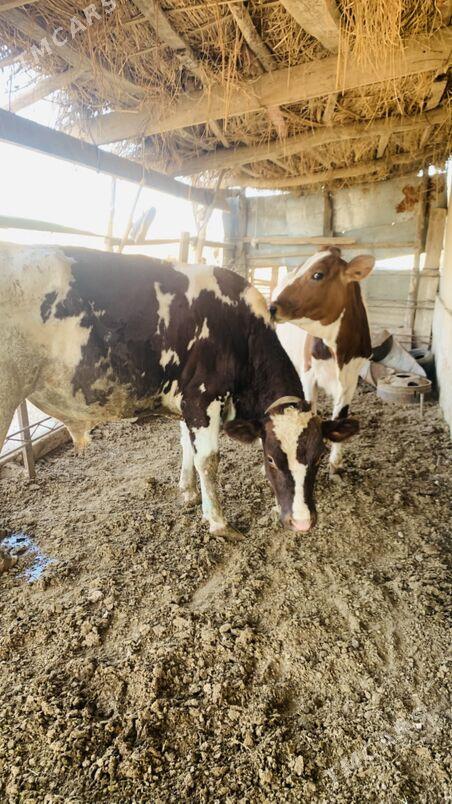 tatar Simintal - Saýat - img 6