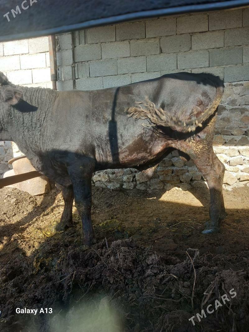 okuz - Bäherden - img 3