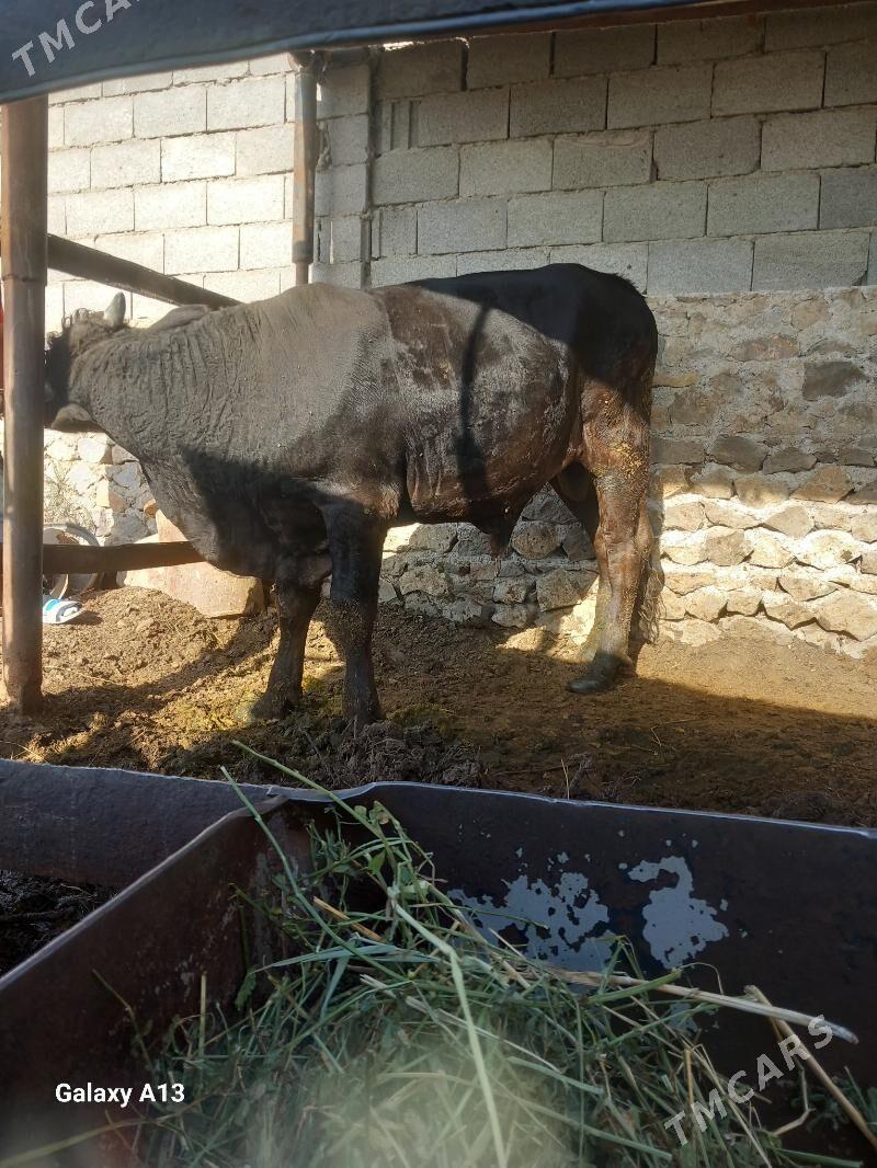 okuz - Bäherden - img 2