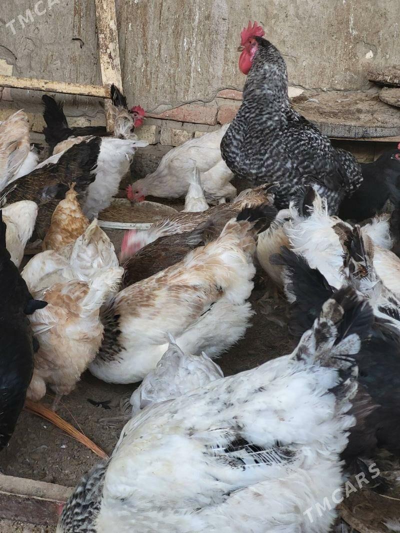 Towuk - Mary - img 3