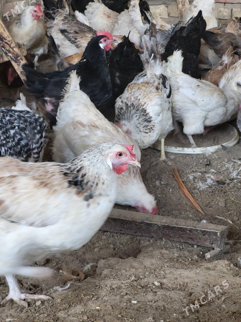 Towuk - Mary - img 1