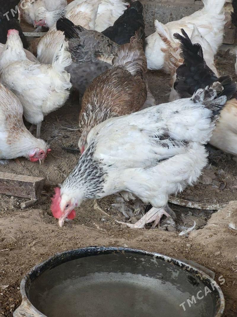 Towuk - Mary - img 5