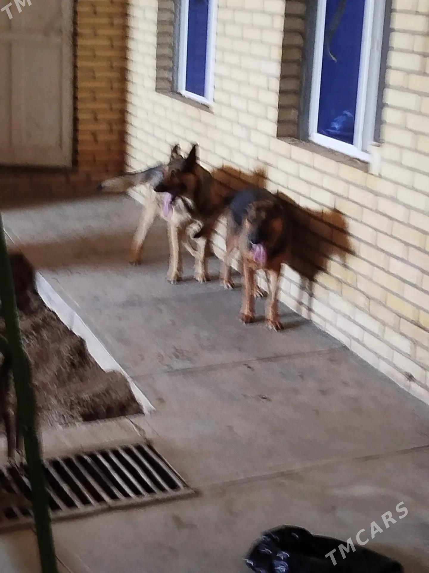 polu elitka jaylar HALAC - Halaç - img 3