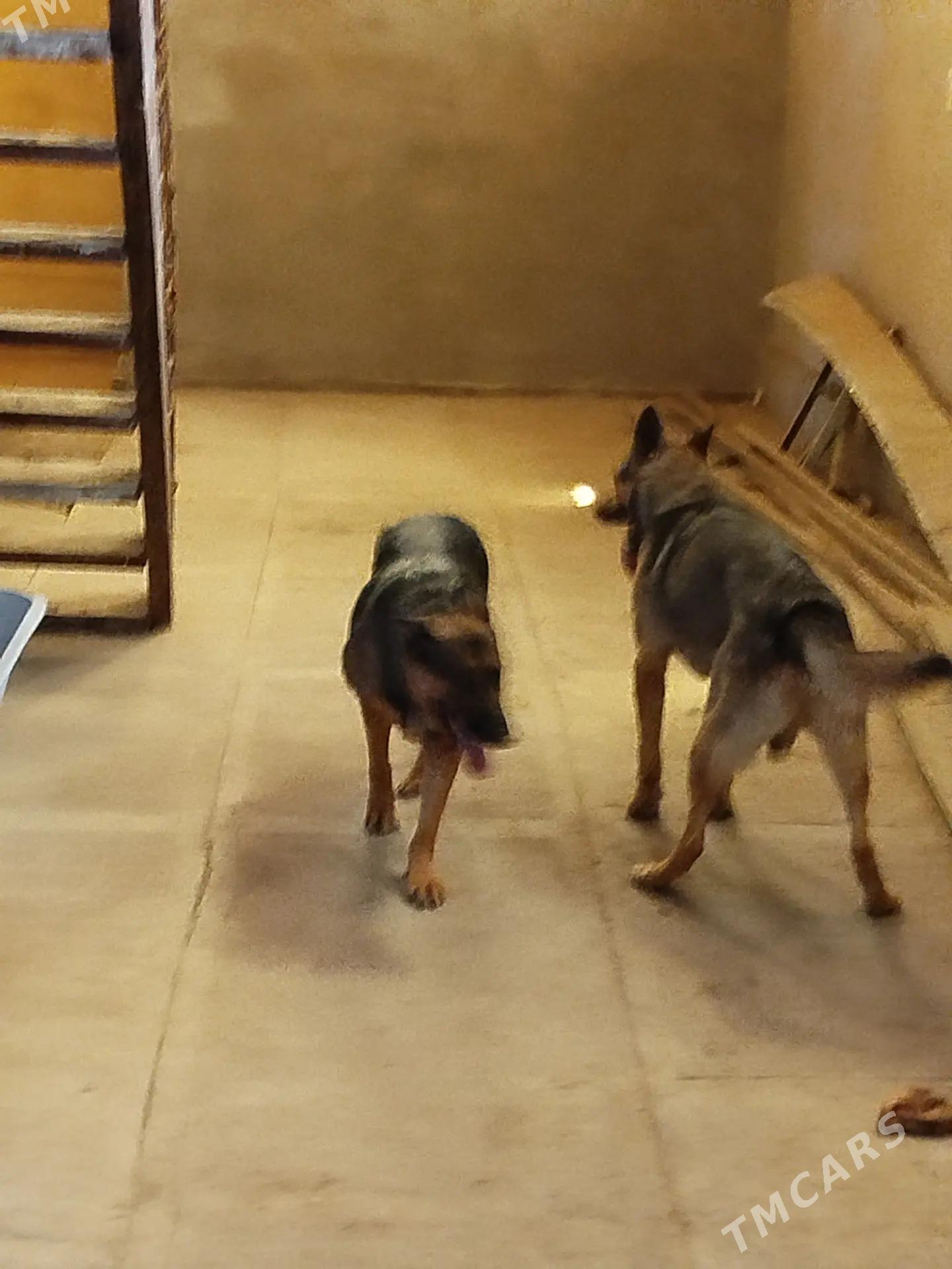 polu elitka jaylar HALAC - Halaç - img 2