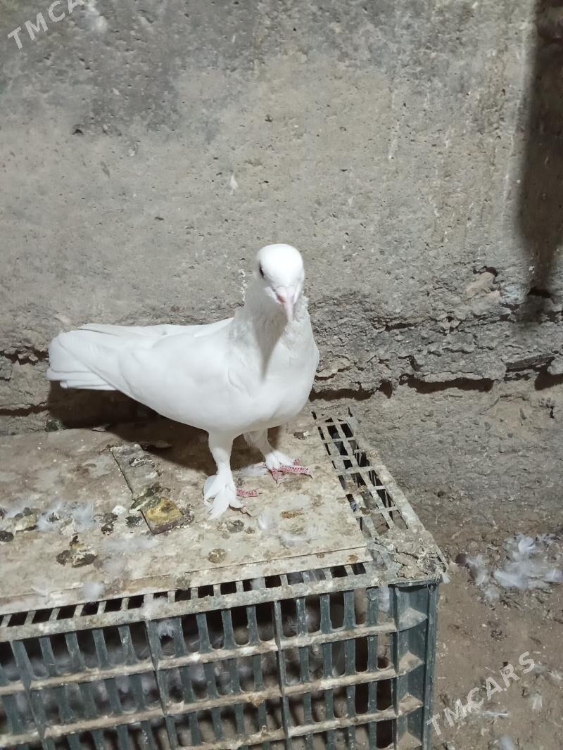 kepderi - Gyzylarbat - img 2
