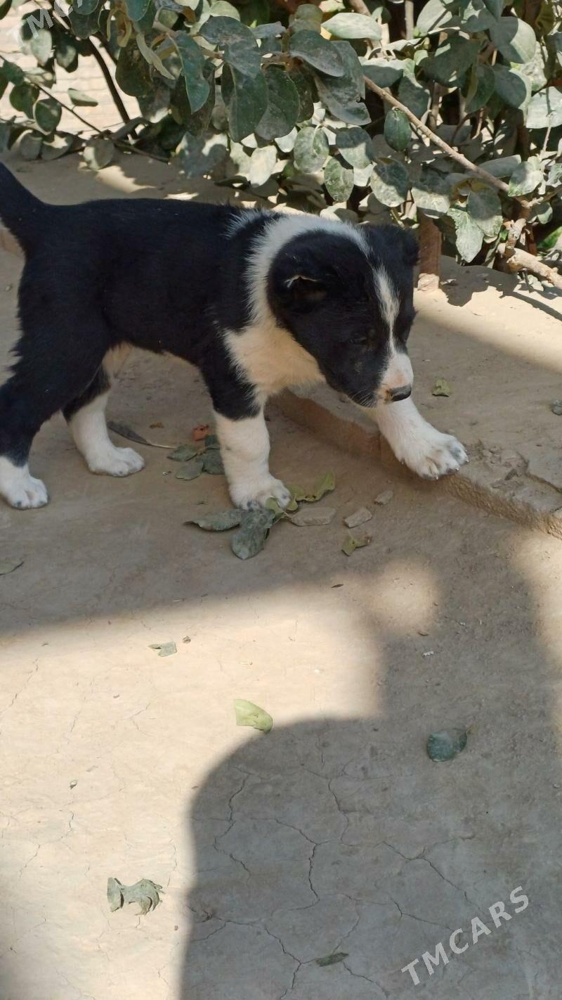 garagöz - Халач - img 1