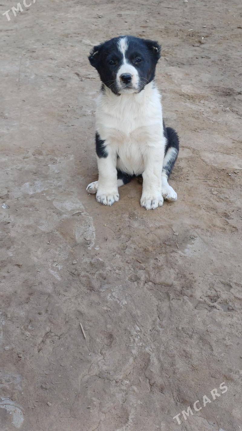 garagöz - Халач - img 3