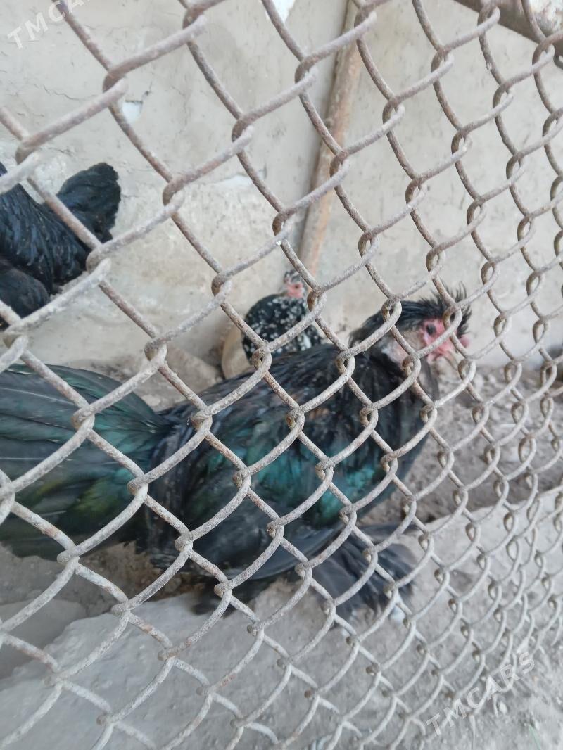 йапончик - Чарджоу - img 1