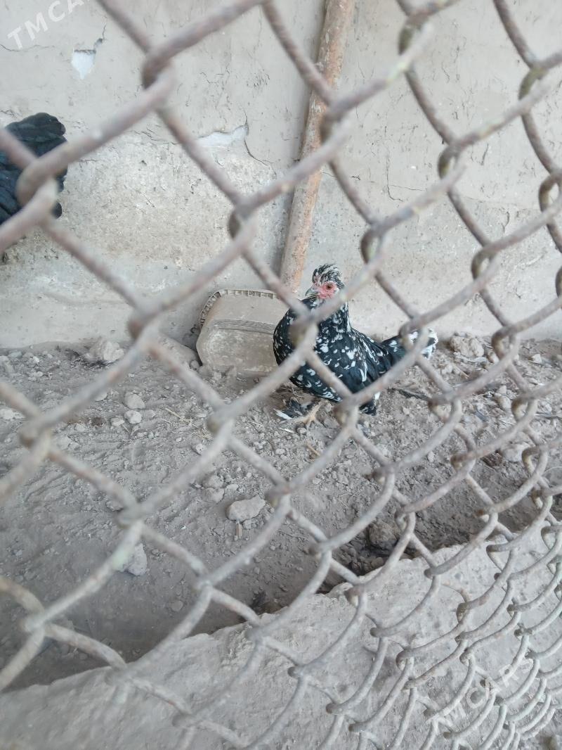 йапончик - Чарджоу - img 3